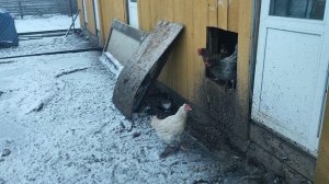 Нравится целовать курочек🐔 во все места?, целуйте! Зоозащитникам или зоошизикам отвечаю 🤔