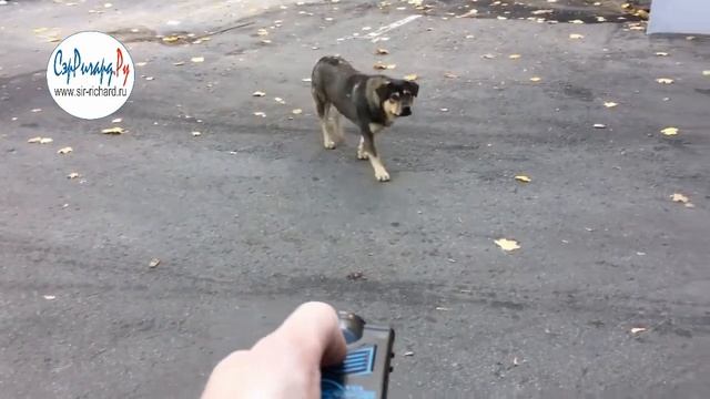 Собакам.НЕТ прогоняет собаку