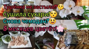 19.09.2023 #1 Про тушёнку.😋Про урожай.🍆🍅🫑Ананасу капут!😔Он меня раздражает!😬Такой неудобный!