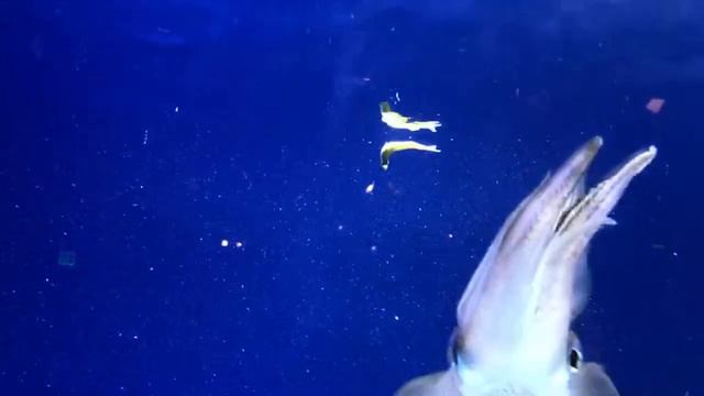 Some BIG bigfin reef squid! 😱🦑 | Live From Monterey Bay! смотреть онлайн