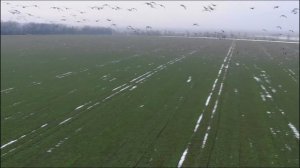 Полет диких гусей