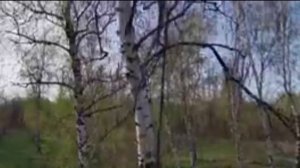 Белая берёза