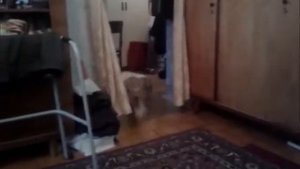 Бешеные собаки.wmv