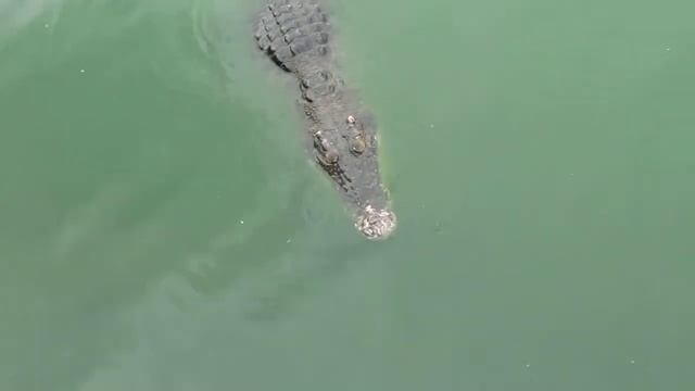 Охота на крокодила смотреть онлайн