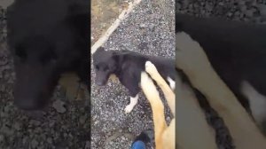 Социализация собаки которая не умеет дружить с другими собаками.