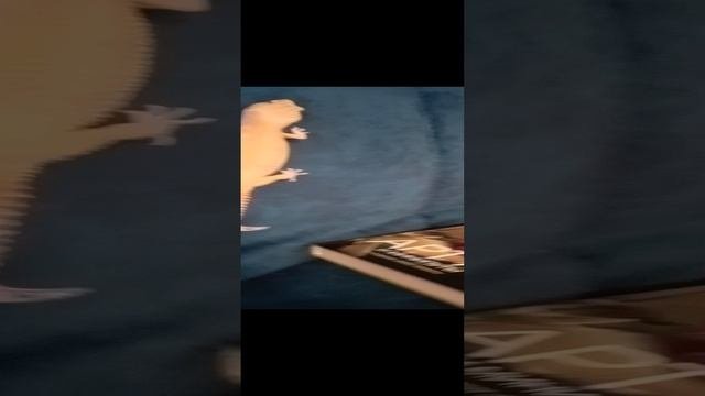 мой питомец