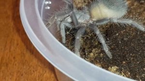 Вкратце о содержании Lasiodora parahybana
