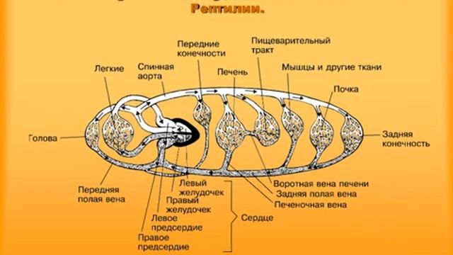 Еволюція кровоносної системи