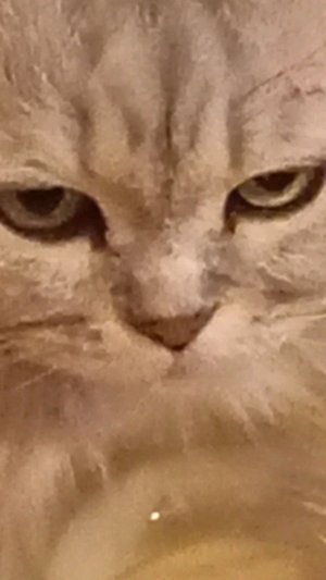 24 часа я на кровати с кошкой