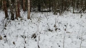 2024.11.30 Прогулка в Чебоковском ОУ