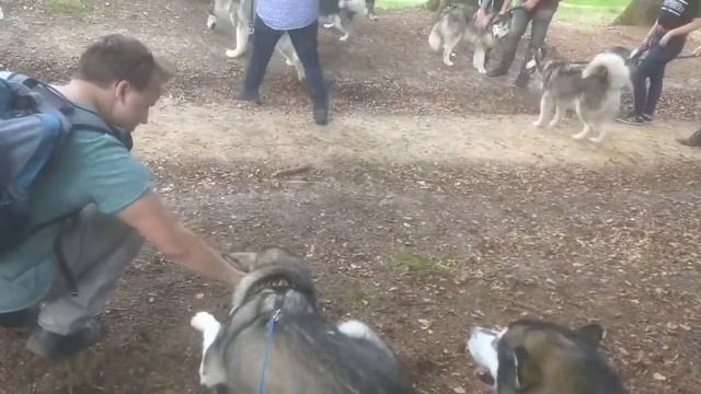 Традиционная ежегодная встреча маламутов в Голландии 1 сентября 2018 г смотреть онлайн