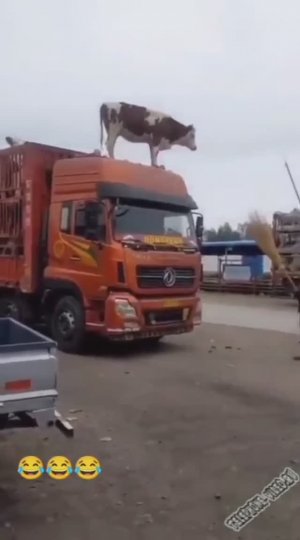 Забавные животные