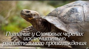 Галапагосская Черепаха. Интересно знать #черепахa #черепахи #галапагосскаячерепаха