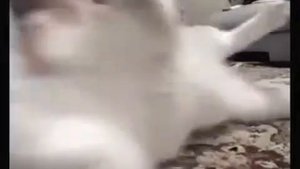 Кошки   очарование моё