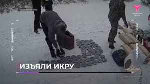 Изъяли икру