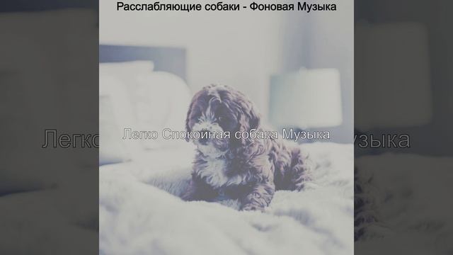 Впечатление (Щенки)