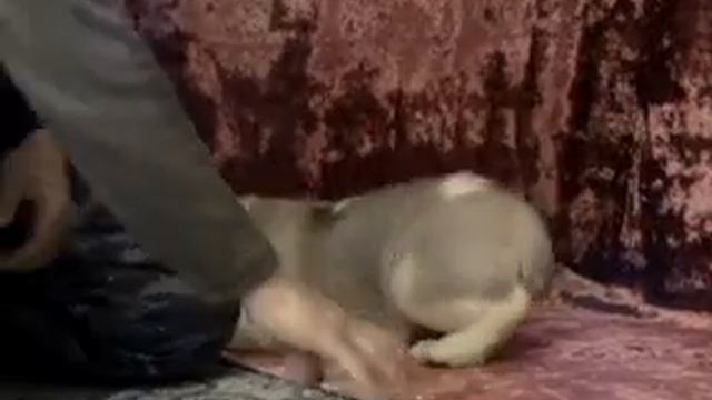 РЯЗАНЬ ЯКШИ ФАНАГОР 45дней. смотреть онлайн