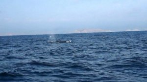 Горбатые киты у берегов Эквадора