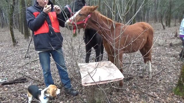 Брэй, Гелий, Брант, Фаня и волшебный стол смотреть онлайн