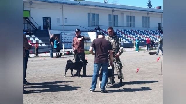 49я Новосибирская выставка охотничьих собак