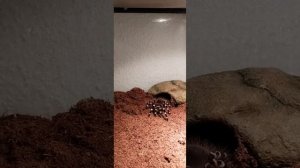 Паук птицеед может напасть на человека!