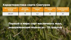 Перезимовка масличного льна Снегурок в условиях южной зимы