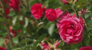 "Вечерняя роза"
музыка: Ольга Валимова, слова: