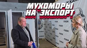 САМЫЕ КРУПНЫЕ ЭКСПОРТЕРЫ МУХОМОРА В РОССИИ СУШАТ ГРИБЫ НАДЕГИДРАТОРАХ ПЗСК