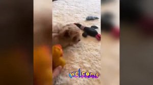 Очень милое видео с элджеем! элджей играет с собакой!