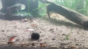 Кормление щитней сырой рыбой