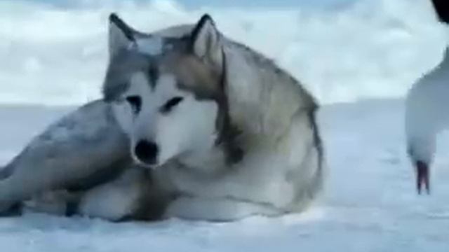 клип сибирские хаски смотреть онлайн