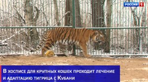 В хосписе для крупных кошек проходит лечение и адаптацию тигрица с Кубани