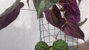 КОМНАТНЫЕ ЦВЕТЫ / DIOSCOREA DISCOLOR (ДИОСКОРЕЯ ДИСКОЛОР) / КОМНАТНАЯ ЛИАНА