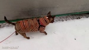 С - стабильность. Юмми не хочет гулять 🥶 А придётся... 😉