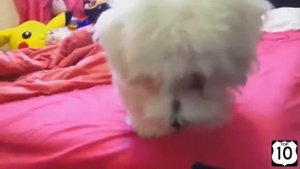 Собаки чихают. Очень смешное видео