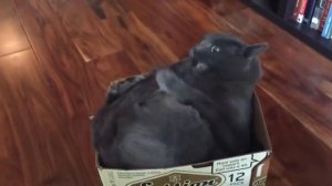 Смешные коты, котики, котята #4