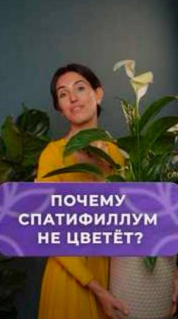 Как заставить спатифиллум цвести？ #растения #уход #садоводство
