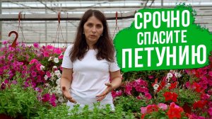 ЭТИ болезни и вредители ПОРАЖАЮТ петунию. Как спасти петунию?