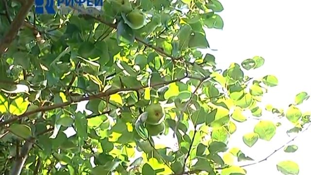 Зелённый участок Груши смотреть онлайн