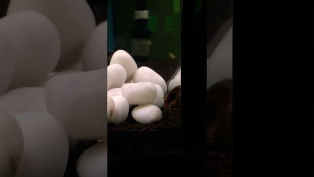 My Neon tetra tank смотреть онлайн