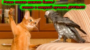 Самые необычные друзья кошка и попугай!