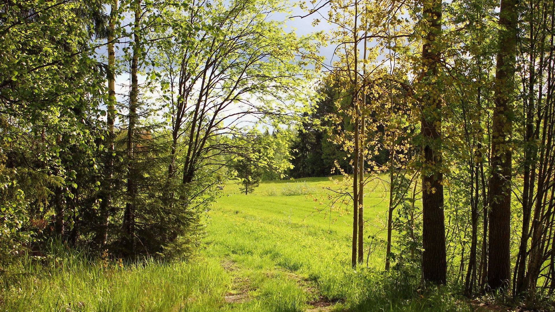 Пение птиц на опушке леса. Звуки для релаксации, сна, отдыха. смотреть онлайн