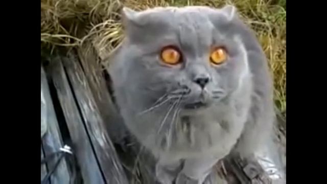 Кот зовет кошку ! Звуки для кошек ! Звуки для кота! Мяуканье КОТА !