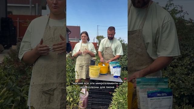 Подкормка пионов осенью /когда обрезать пионы осенью / что делать с пионами осенью