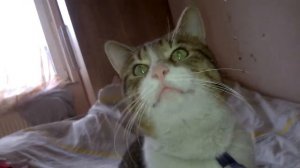 Барсик , икает котик )))