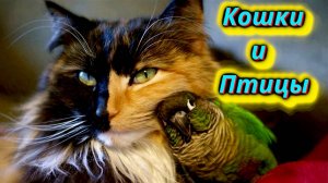 Невероятное соседство: Кошки и Птицы!