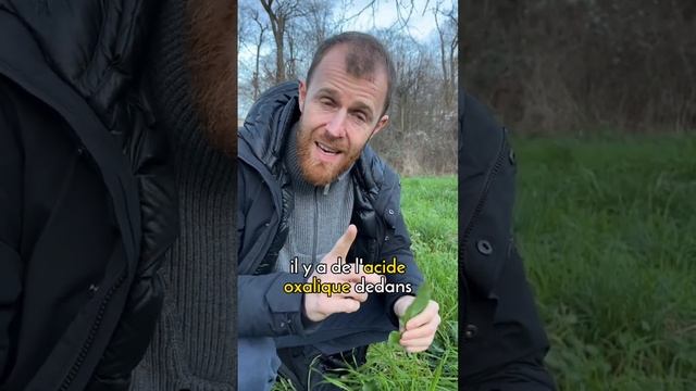 Voici le rumex violon ! смотреть онлайн