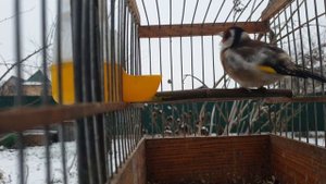 Манный щегленок.