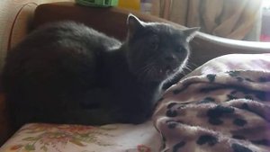 Кот хрюкает