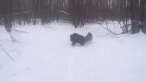 Работа Норвежского Элкхаунда (Норвежская лосиная лайка) по кабану
